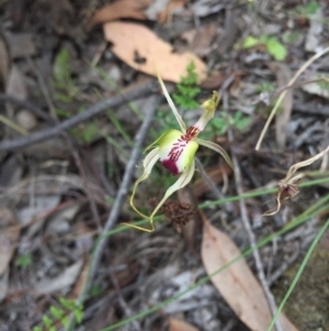 Caladenia atrovespa at Jerrabomberra, NSW - 31 Oct 2015