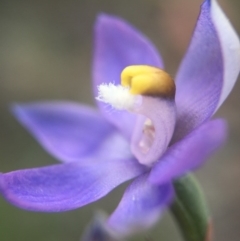 Thelymitra sp. (A Sun Orchid) at Mount Jerrabomberra QP - 31 Oct 2015 by AaronClausen