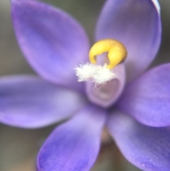 Thelymitra sp. at Jerrabomberra, NSW - 31 Oct 2015