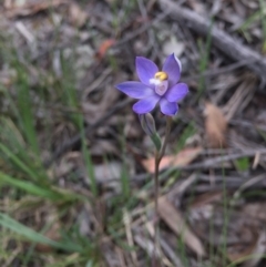 Thelymitra sp. at Jerrabomberra, NSW - 31 Oct 2015