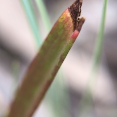 Thelymitra sp. at Jerrabomberra, NSW - 31 Oct 2015