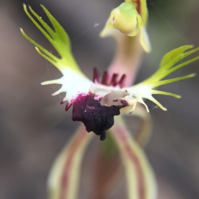 Caladenia atrovespa (Green-comb Spider Orchid) at Mount Jerrabomberra - 31 Oct 2015 by AaronClausen