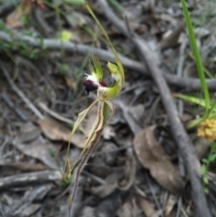 Caladenia atrovespa at Jerrabomberra, NSW - suppressed