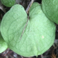 Corysanthes sp. (A Helmet Orchid) at Mount Jerrabomberra - 31 Oct 2015 by MattM