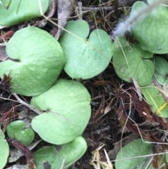 Corysanthes sp. at suppressed - 31 Oct 2015