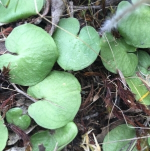 Corysanthes sp. at suppressed - 31 Oct 2015