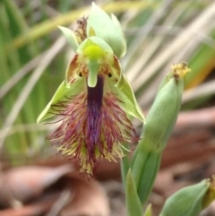 Calochilus montanus (Copper Beard Orchid) at Aranda, ACT - 31 Oct 2015 by MIchaelR