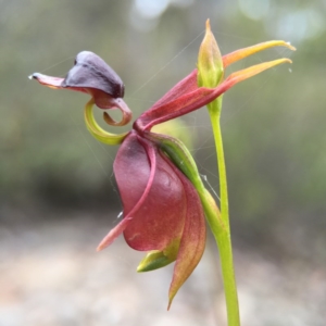 Caleana major at Jerrabomberra, NSW - suppressed