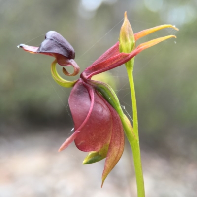 Caleana major (Large Duck Orchid) at Jerrabomberra, NSW - 31 Oct 2015 by AaronClausen