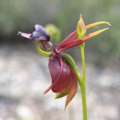 Caleana major at Jerrabomberra, NSW - suppressed