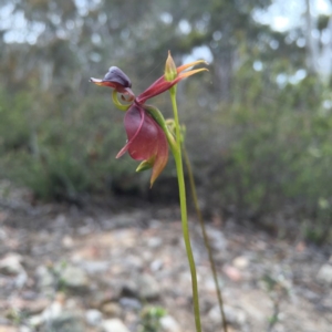 Caleana major at Jerrabomberra, NSW - suppressed