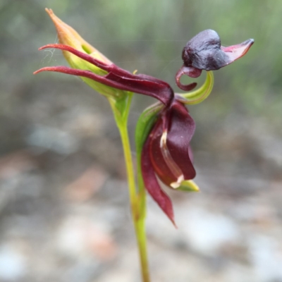 Caleana major (Large Duck Orchid) at Jerrabomberra, NSW - 31 Oct 2015 by AaronClausen