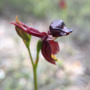 Caleana major at Jerrabomberra, NSW - 31 Oct 2015