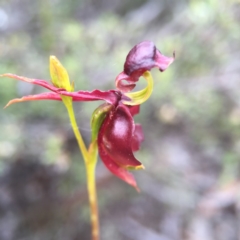 Caleana major at Jerrabomberra, NSW - 31 Oct 2015