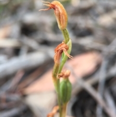 Oligochaetochilus sp. (A Rustyhood Orchid) at Mount Jerrabomberra - 31 Oct 2015 by AaronClausen