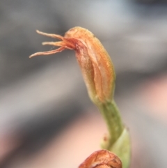 Oligochaetochilus sp. at Mount Jerrabomberra - 31 Oct 2015