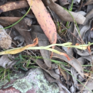 Oligochaetochilus sp. at Mount Jerrabomberra - 31 Oct 2015