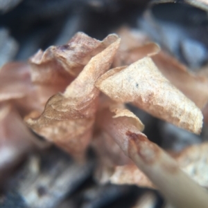 Oligochaetochilus sp. at Mount Jerrabomberra - 31 Oct 2015