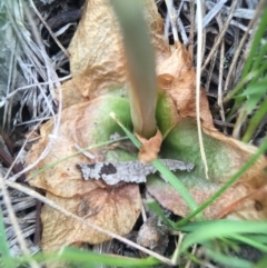 Oligochaetochilus sp. at Mount Jerrabomberra - 31 Oct 2015