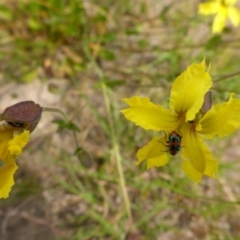 Goodenia paradoxa (Spur Goodenia) at Bigga, NSW - 17 Oct 2015 by JanetRussell