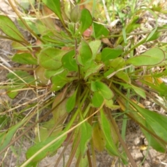 Goodenia paradoxa at Bigga, NSW - 17 Oct 2015 12:58 PM