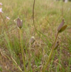 Goodenia paradoxa at Bigga, NSW - 17 Oct 2015 12:58 PM