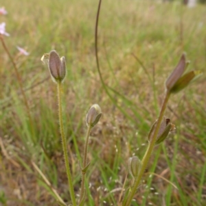 Goodenia paradoxa at Bigga, NSW - 17 Oct 2015