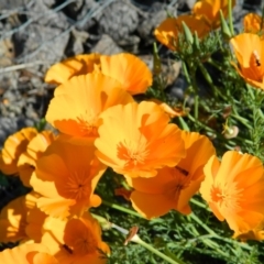 Eschscholzia californica (California Poppy) at Tuggeranong Creek to Monash Grassland - 25 Oct 2015 by ArcherCallaway