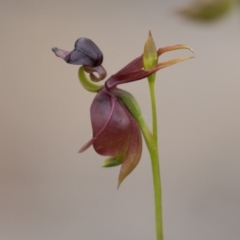 Caleana major (Large Duck Orchid) at Mount Jerrabomberra - 30 Oct 2015 by AidanByrne