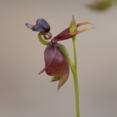 Caleana major (Large Duck Orchid) at Mount Jerrabomberra QP - 30 Oct 2015 by AidanByrne