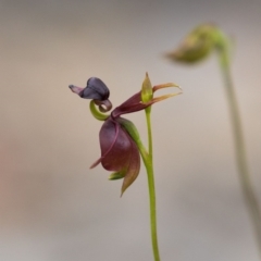 Caleana major at Jerrabomberra, NSW - suppressed