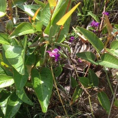 Hardenbergia violacea (False Sarsaparilla) at Urambi Hills - 31 Oct 2015 by barkingbard