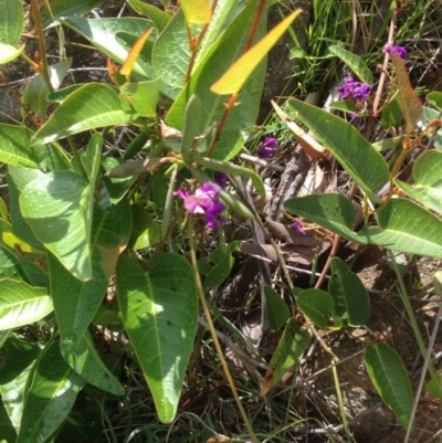 Hardenbergia violacea (False Sarsaparilla) at Kambah, ACT - 1 Nov 2015 by barkingbard