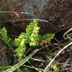 Cheilanthes sieberi at Urambi Hills - 31 Oct 2015 by barkingbard