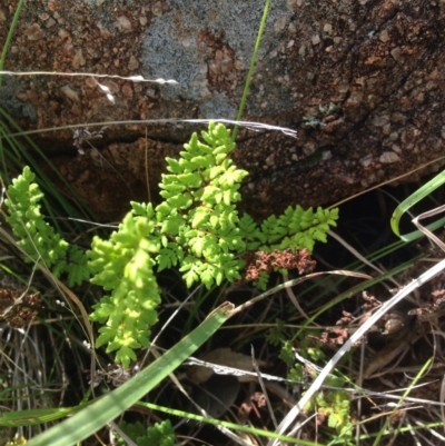 Cheilanthes sieberi at Urambi Hills - 31 Oct 2015 by barkingbard