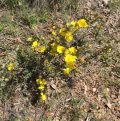 Hibbertia obtusifolia (Grey Guinea-flower) at Bungendore, NSW - 1 Nov 2015 by yellowboxwoodland