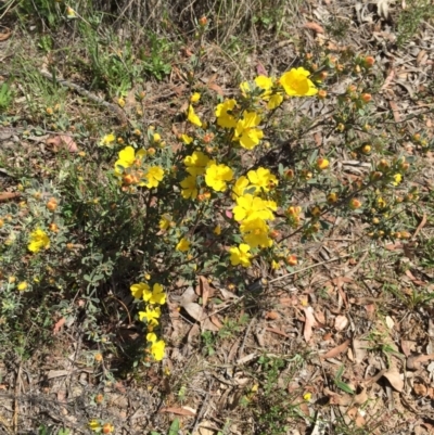 Hibbertia obtusifolia (Grey Guinea-flower) at Bungendore, NSW - 1 Nov 2015 by yellowboxwoodland