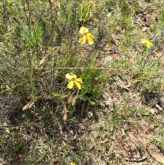 Goodenia paradoxa (Spur Goodenia) at Bungendore, NSW - 1 Nov 2015 by yellowboxwoodland