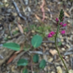 Oxytes brachypoda (Large Tick-trefoil) at Jerrabomberra, NSW - 1 Nov 2015 by Wandiyali