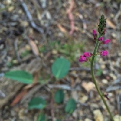 Oxytes brachypoda (Large Tick-trefoil) at Wandiyali-Environa Conservation Area - 1 Nov 2015 by Wandiyali