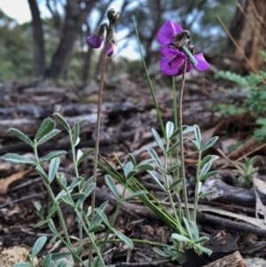 Swainsona sericea at Googong, NSW - 1 Nov 2015