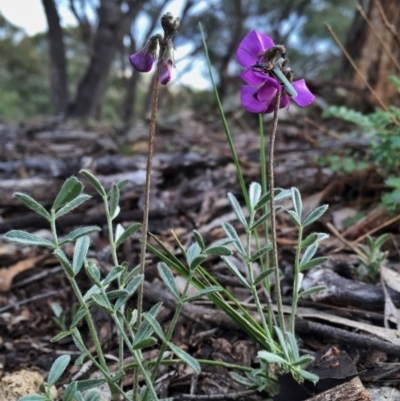 Swainsona sericea (Silky Swainson-Pea) at Googong, NSW - 1 Nov 2015 by Wandiyali