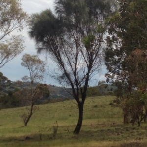 Allocasuarina verticillata at Kambah, ACT - 1 Nov 2015