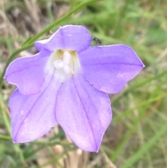 Wahlenbergia sp. (Bluebell) at Kambah, ACT - 1 Nov 2015 by barkingbard