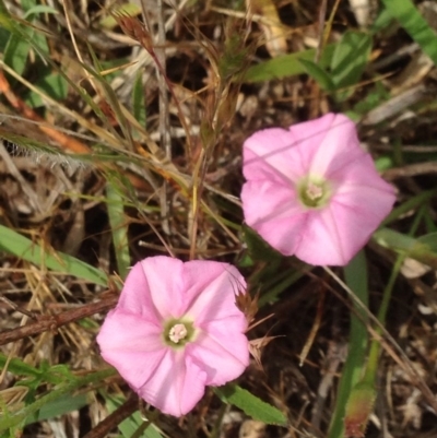 Convolvulus angustissimus subsp. angustissimus at Urambi Hills - 31 Oct 2015 by barkingbard