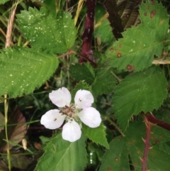 Rubus anglocandicans (Blackberry) at Kambah, ACT - 1 Nov 2015 by barkingbard