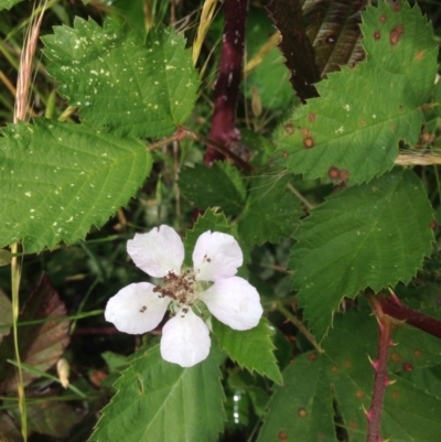 Rubus anglocandicans (Blackberry) at Kambah, ACT - 1 Nov 2015 by barkingbard