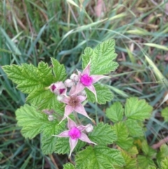 Rubus parvifolius (Native Raspberry) at Urambi Hills - 1 Nov 2015 by barkingbard