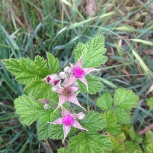 Rubus parvifolius at Urambi Hills - 1 Nov 2015