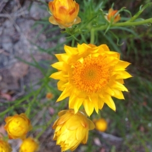 Xerochrysum viscosum at Urambi Hills - 1 Nov 2015 11:22 AM